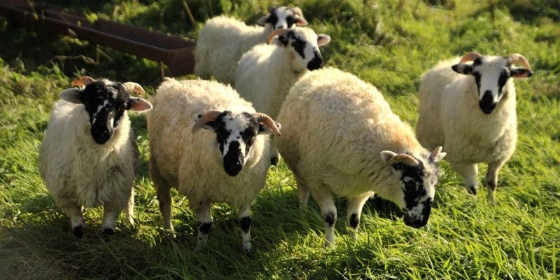 Moutons irlandais 