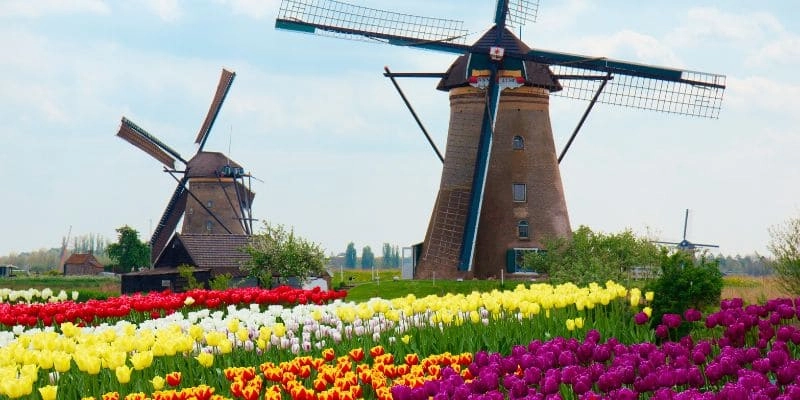 Champs de tulipes aux Pays-Bas 