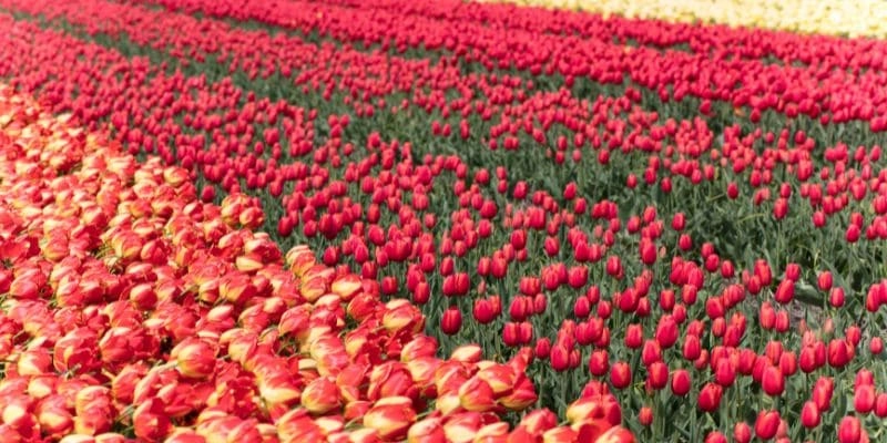 Champs de tulipes aux Pays-Bas 