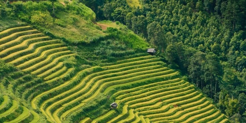 Rizière aux Philippines 