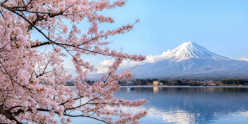 Cerisier au Mont Fuji