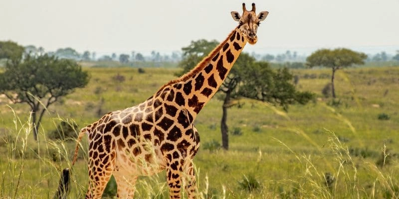 Safari Namibie 