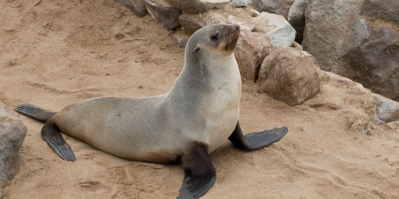 Otarie en Namibie 
